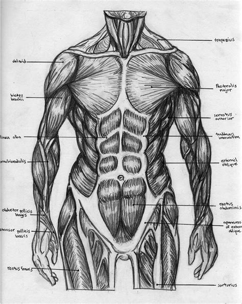 Torso Muscular Chart Human Body Anatomy Body Anatomy Anatomy