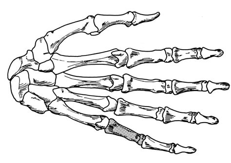 Coloring Page Hand Skeleton Img Clipart Best Clipart Best