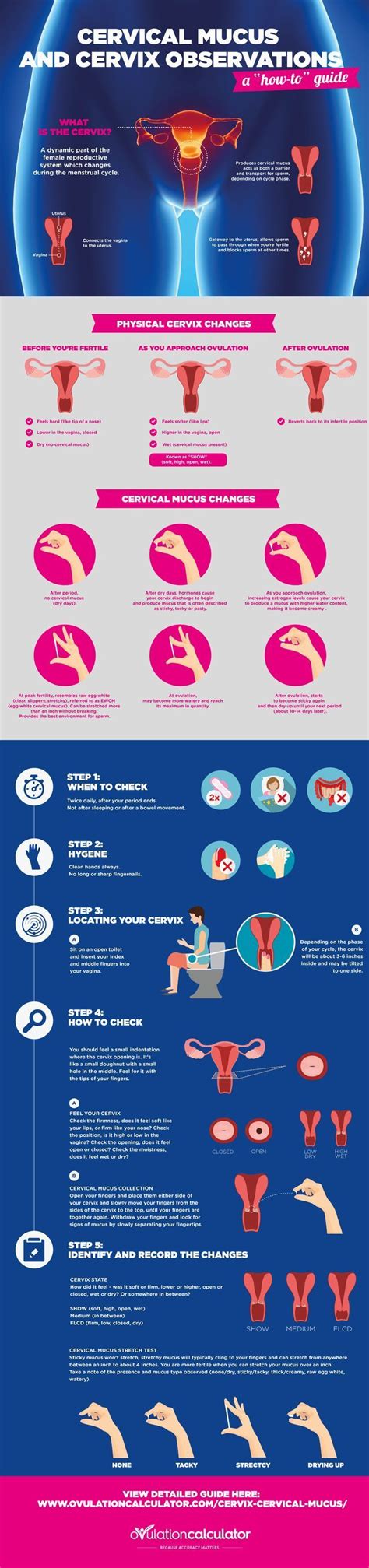 Cervix And Cervical Mucus Observations Step By Step Infographic Learn How To Check Your Cervix
