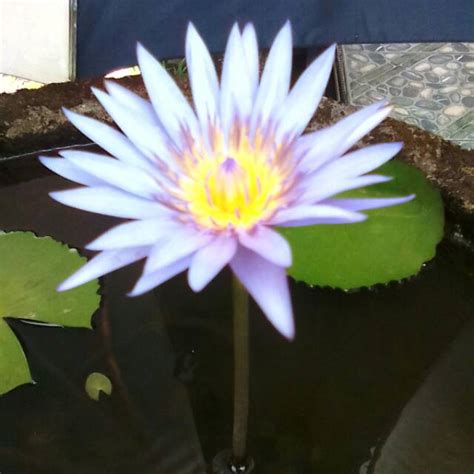 Paling Keren 15 Gambar Bunga Tunjung Biru Gambar Bunga Indah