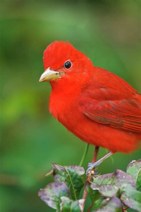 Summer Tanager Piranga Rubra South Photograph By Danita Delimont