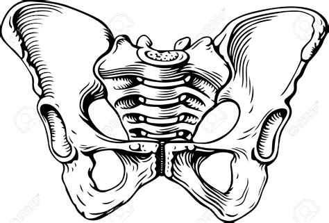 Pelvic Clipart 20 Free Cliparts Download Images On Clipground 2022