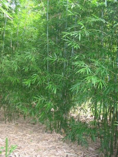 Graceful Bamboo Slender Weavers Bambusa Textilis Gracilis · Bamboo