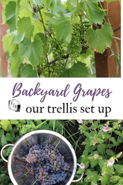 In this video we show you how to build a grape vine trellis that will last for years to come. DIY Grape Vine Trellis: How to Build a Homemade Arbor in the Backyard in 2020 | Grape vine ...