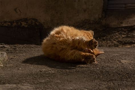 Sunbathing Expand For More Odesa Cats Ginger Cat Cats