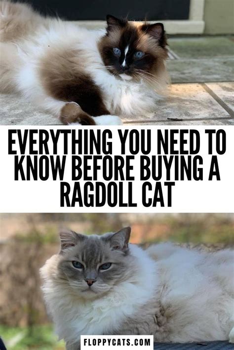 What To Know When Buying A Ragdoll Cat How To Buy A Ragdoll Cat In