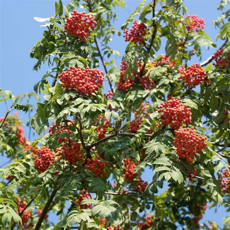 Many Rowan Berries Fruits Hangs On Green Branches In Early Autumn Stock