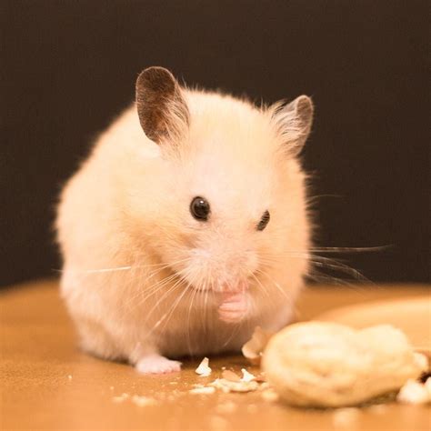 Hamster おしゃれまとめの人気アイデア｜pinterest｜alessandra キンクマ ハムスター キンクマハムスター