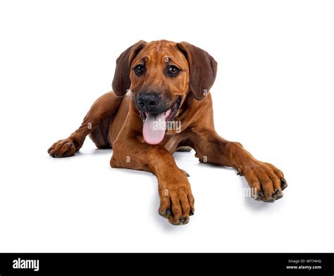 O Muzzle Cut Out Stock Images And Pictures Alamy