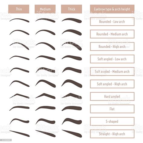 Eyebrow Shapes Various Types Of Eyebrows Trimming Vector Illustration