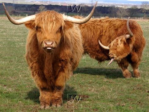 Highland Cattle Endangered Animals Facts Wildlife