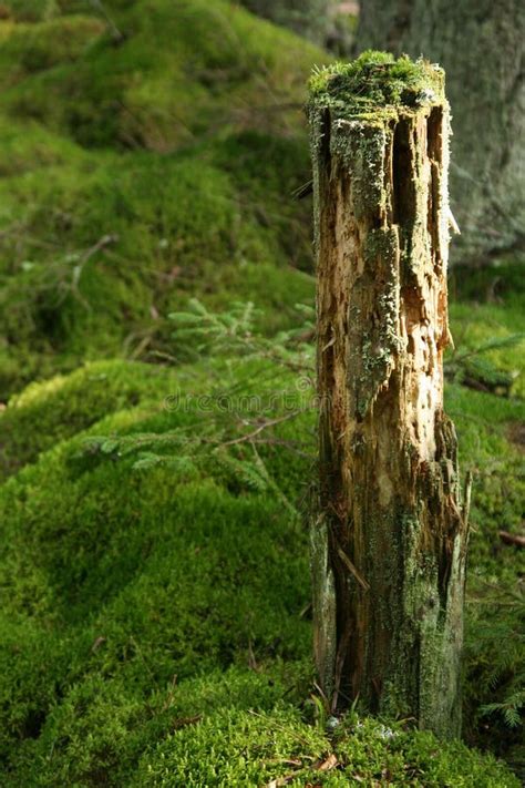 Mossy Tree Trunk Stock Photo Image Of Summer Woods Moss 1206438