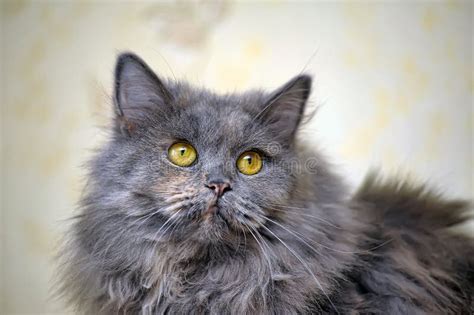 Beautiful Fluffy Gray Cat Stock Photo Image Of Beautiful 40213306