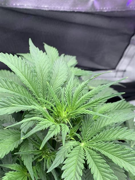 Beginner Grower Help Autoflower Top Of Plant Leaf Tips Turning White