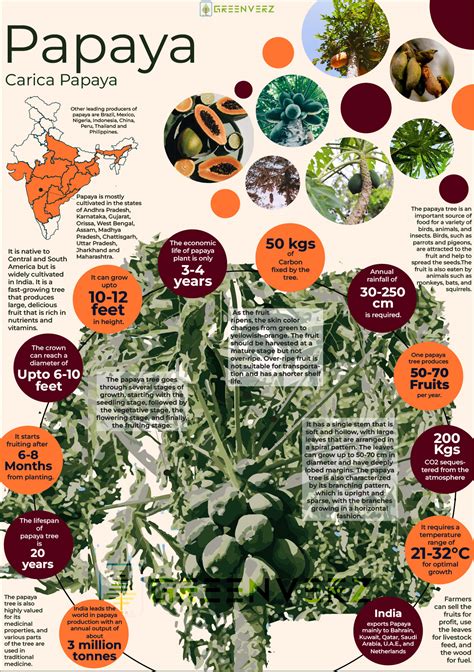 Infographics Of Papaya Tree Greenverz