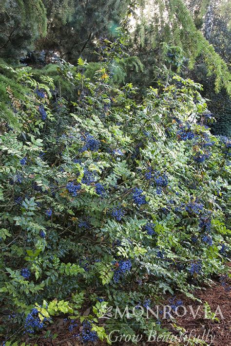 Check spelling or type a new query. Grape Holly, Oregon (Mahonia) - TheTreeFarm.com