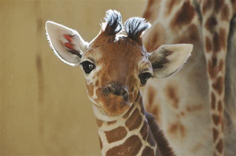 Baby Giraffe Takes Its First Steps Economypk