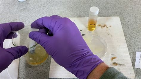 Microbiological Techniques Making Streak And Lawn Plates Using