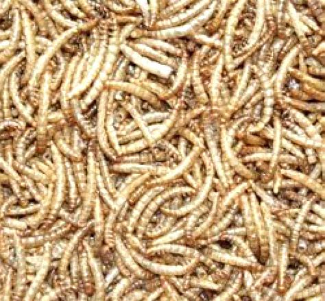 Mehlwürmer sind die larven des mehlkäfers (tenebrio molitor) und sie gehören ohne zweifel zu heute zeigen wir euch, wie wir unsere mehlwürmer züchten. Mehlwürmer getrocknet VI120 - Der Futter-Spatz
