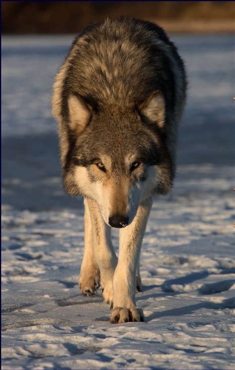 Pin By D Marshall On Wolves And Wolf Art Wolf Dog Pet Wolf Wolf Photos