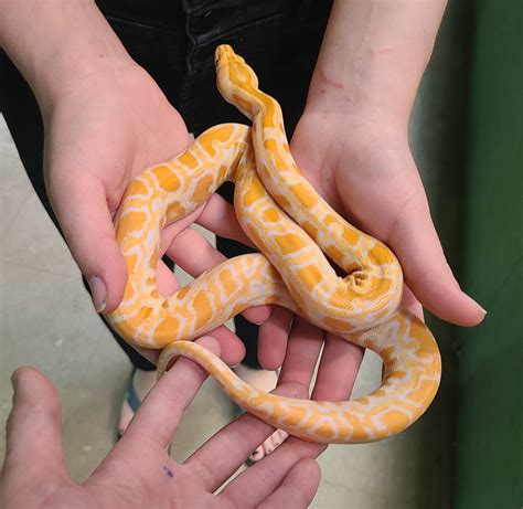 Baby Albino Burmese Python