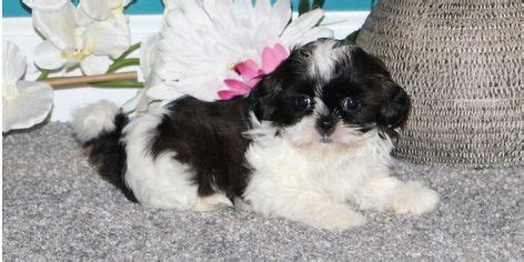 Dogs · 1 decade ago. Shih Tzu Puppies For Sale | Columbus, OH #290371 | Petzlover