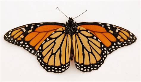 Underside Monarch Butterfly Chris Welch