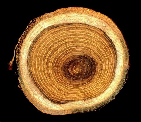 Growth Rings On Tree Trunk Photograph By Sheila Terryscience Photo