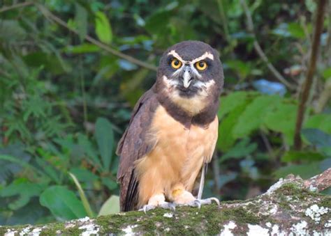 Spectacled Owl The Peregrine Fund