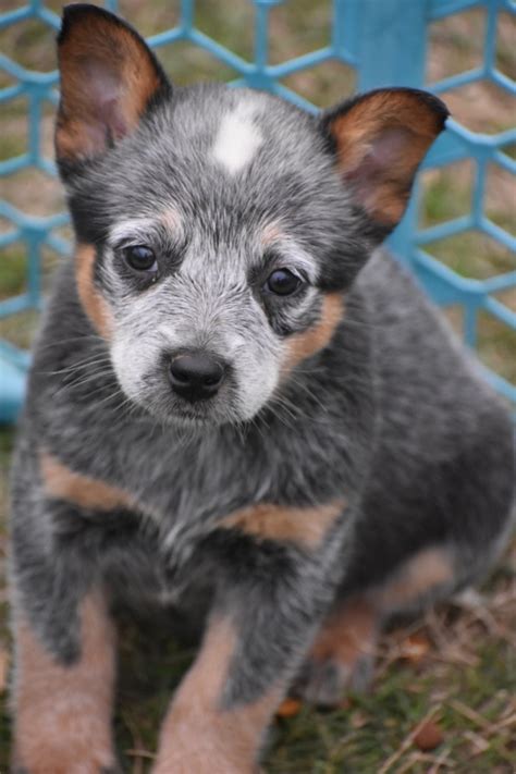 Rescue pets & sales is australia's #1 puppy, dog, cat, kitten & other pets and rescues listings site! Australian Cattle Dog Puppies For Sale | Vinita, OK #297405