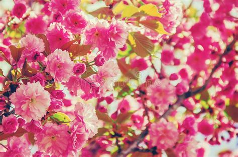Flowering Sakura In The Botanical Garden Stock Image Image Of