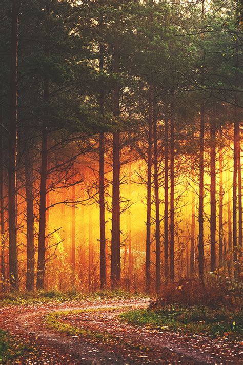 Autumn Is Here Sunset Forest Photo Nature