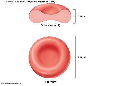 Blood Composition Blood Fluid Connective Tissue Plasma Nonliving