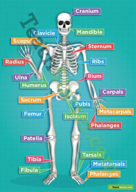 The Human Skeletal System Poster Medical Anatomy Human Skeletal