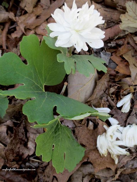 Double Bloodroot Shade Plants Plants Garden