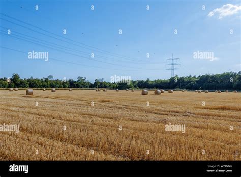 Sunny View Of Countryside With Golden Round Dry Hay And Straw Bales