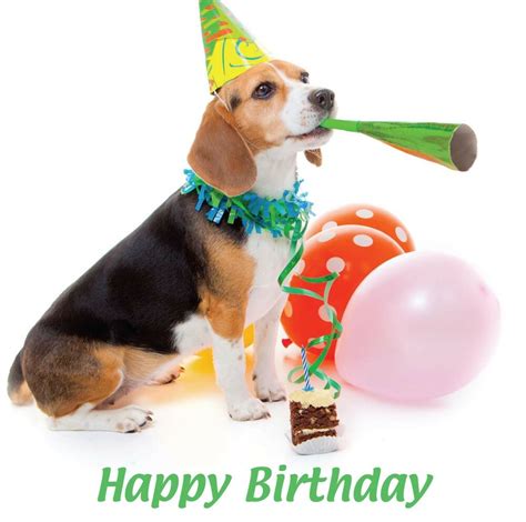 Happy Birthday Blank Card Party Hat Beagle Puppy Dog