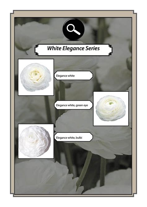 Ranunculus Elegance White Collection White Elegance Ranunculus Elegant
