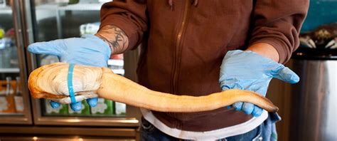Everything You Need To Know About Geoducks Eater