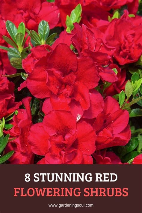 8 Stunning Red Flowering Shrubs Flowering Shrubs Red