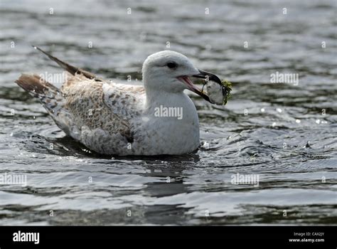 Herring Gull With A Stone In Its Beak At Queens Park Pond In Brighton