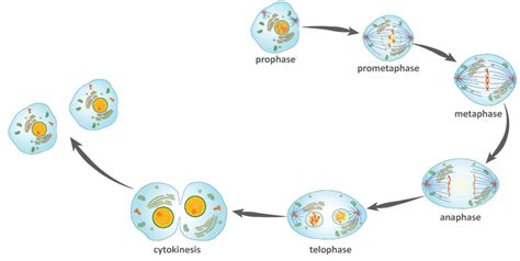 Prophase Metaphase Anaphase Telophase Diagram Ekerekizul