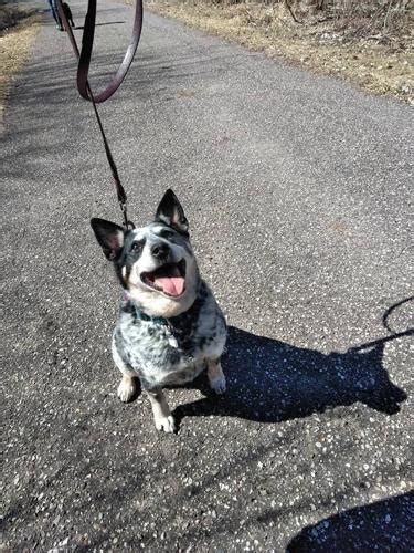Read our guide for the most up to blue heeler border collie mi. Peppa Australian Cattle Dog / Blue Heeler Senior - Adoption, Rescue for Sale in Fremont ...