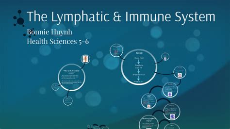 The Lymphatic And Immune System By Bonnie Huynh