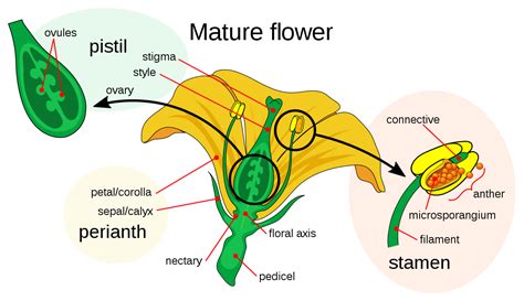 Some of the most important parts being separated into both male and female parts. Flowering plant sexuality - Simple English Wikipedia, the free encyclopedia