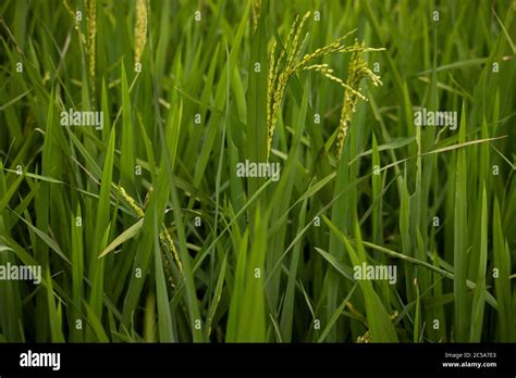 Close Up Of Rice Growing In A Paddy Field Hi Res Stock Photography And