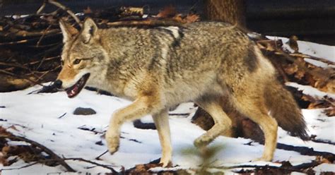 Parks Canada To Launch Study Of Aggressive Cape Breton Coyotes