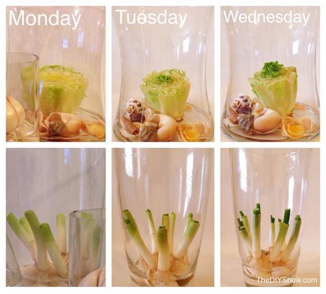 Keep it in a bright, sunny. How to regrow vegatables like sweet potatoes, romaine ...