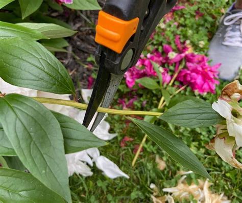 The Art Of Deadheading Peonies Essential Tips — Gardening Herbs