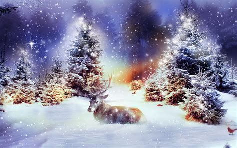 Winter Christmas Wallpaper Hd Resolution Nature Hd Wallpaper